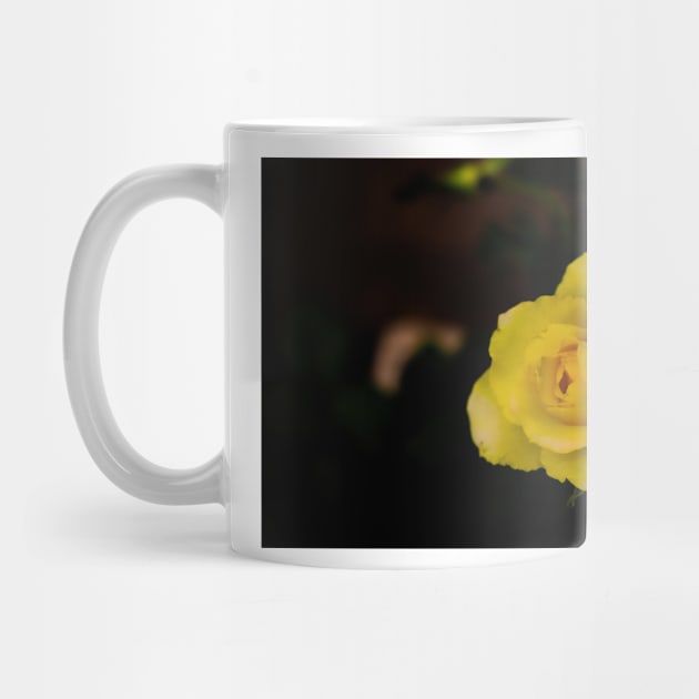 single yellow rose blossom on black background by kall3bu